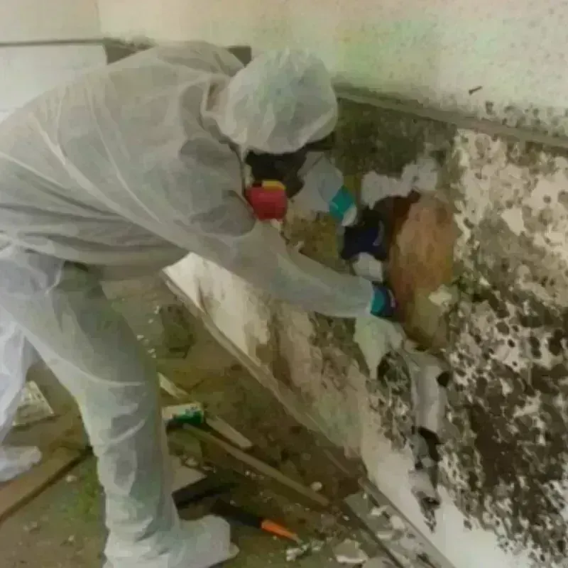 Mold Remediation and Removal in Charlotte, MI